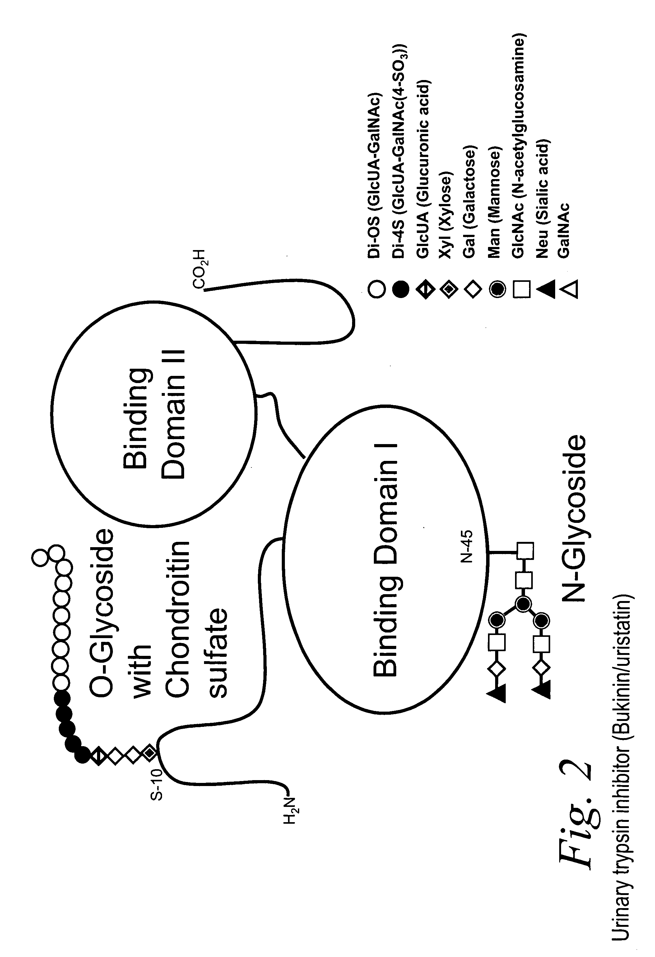 Bacterial test method by glycated label binding