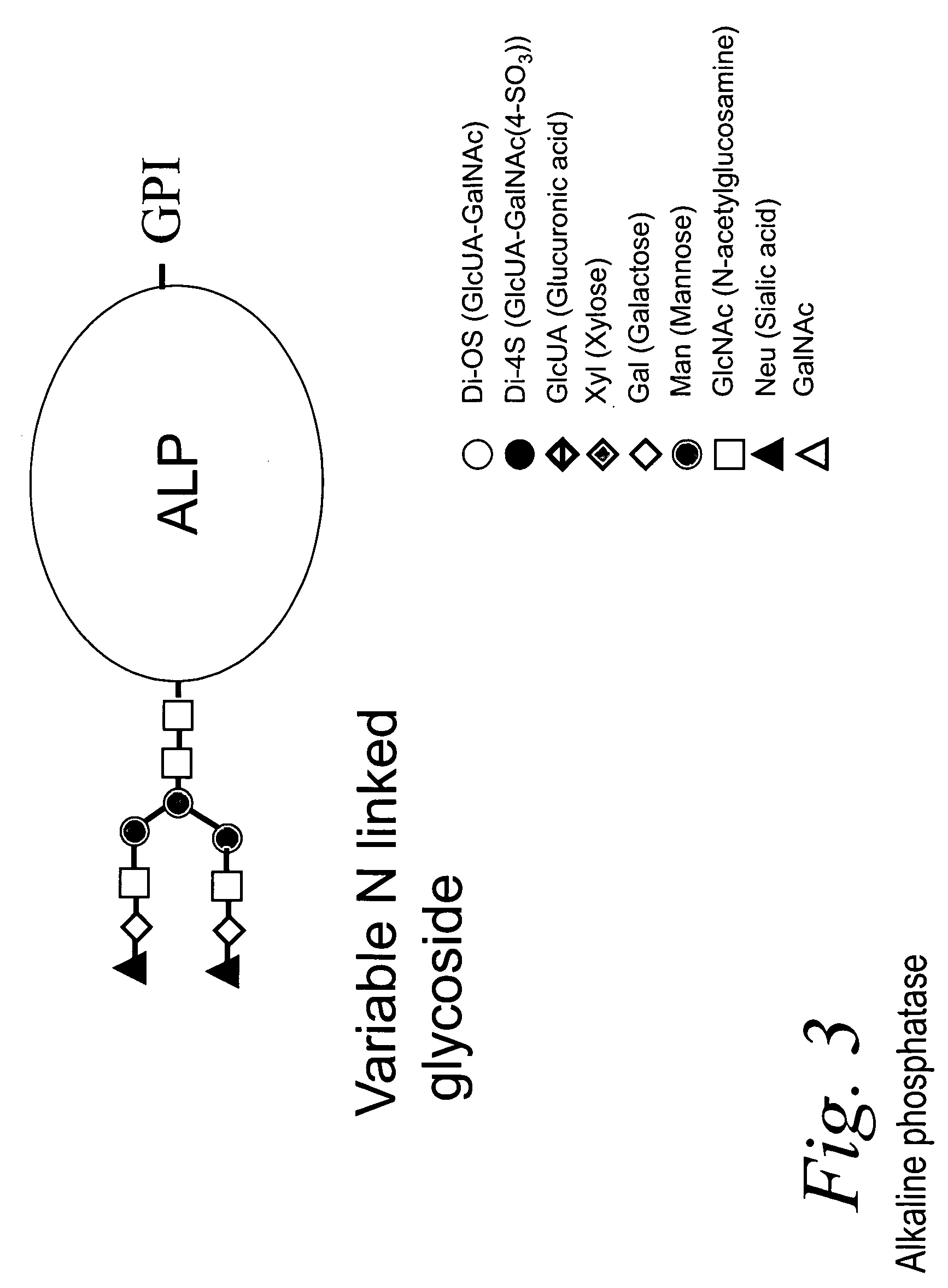 Bacterial test method by glycated label binding
