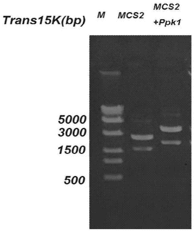 A strain of Citrobacter freundii transgenic for phosphorus accumulation gene and its construction method and application