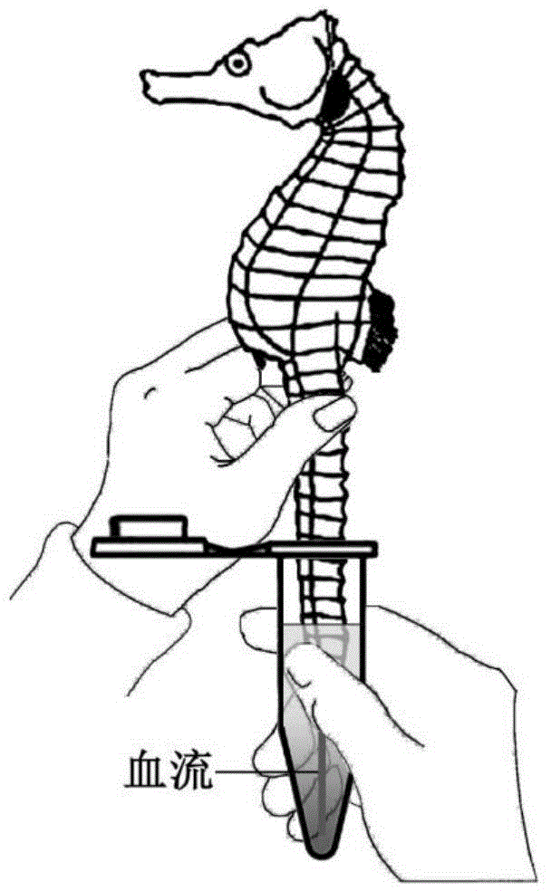 Sea horse docking blood sampling method