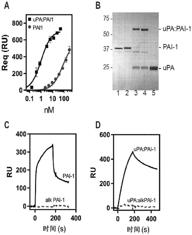 Polypeptide inhibitors of neutrophil elastase activity and uses thereof