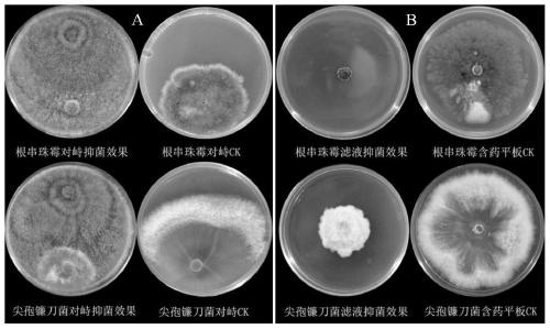 Trichoderma virens with functions of preventing diseases and promoting growth and application of trichoderma virens