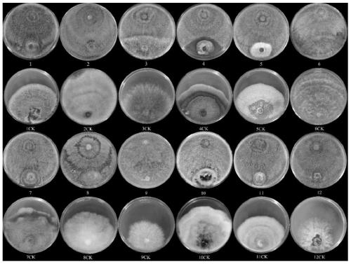 Trichoderma virens with functions of preventing diseases and promoting growth and application of trichoderma virens