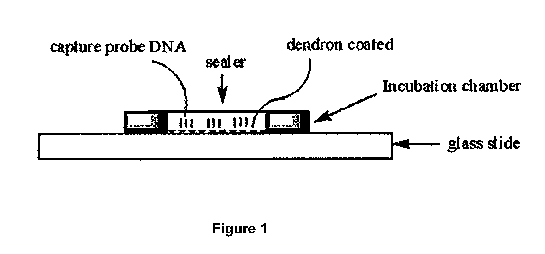 One step diagnosis by dendron-mediated DNA chip