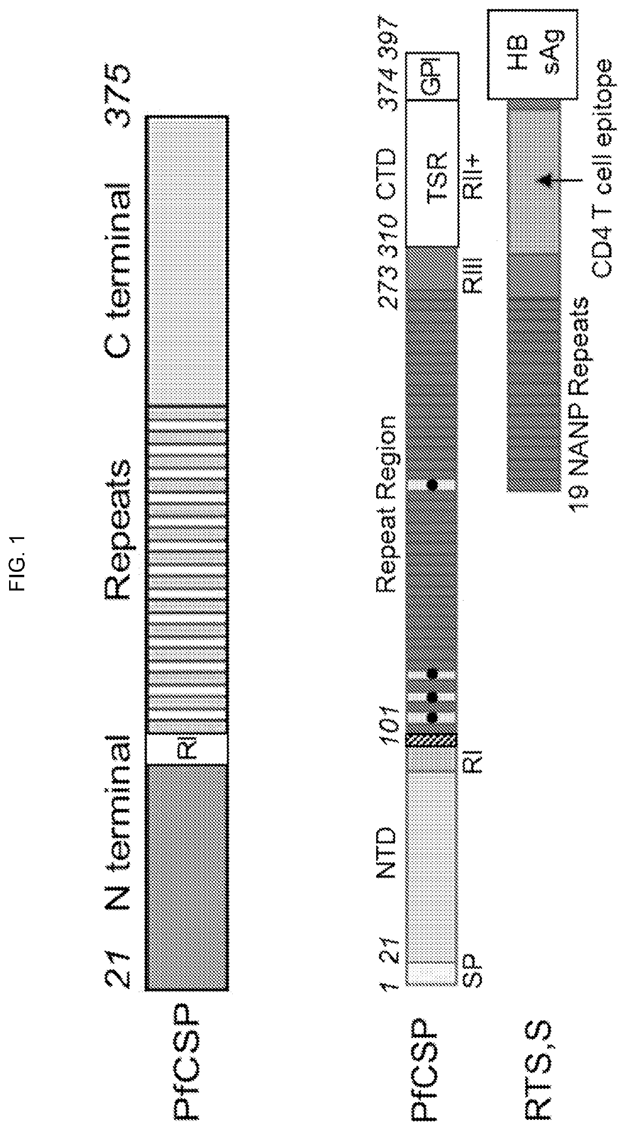 Circumsporozoite proteins with increased expression in mammalian cells