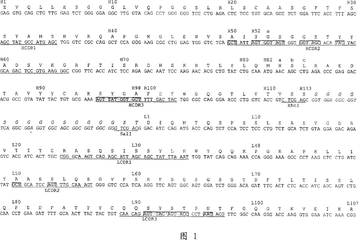 Dual specific single domain antibodies specific for a ligand and for the receptor of the ligand