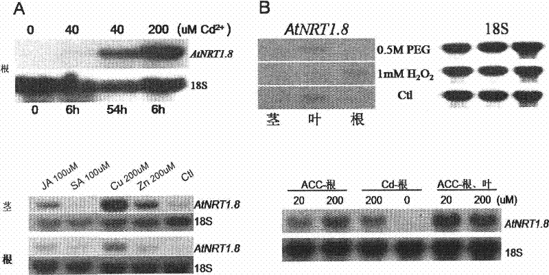 Application of AtNRT1.8 gene to strengthening resistance of crops to stress of heavy metals or salts