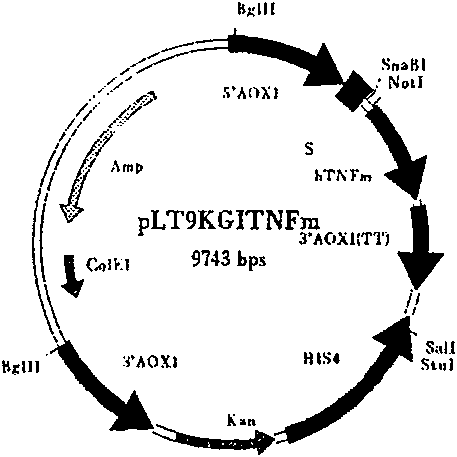 Recombinant target fusion protein GnRH-TNFam and its antitumor use