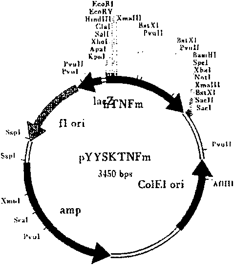 Recombinant target fusion protein GnRH-TNFam and its antitumor use