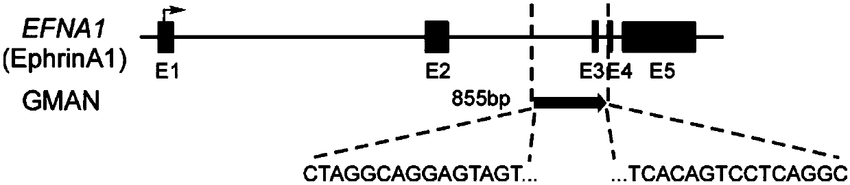 Tumor-associated sequence and long non-coding RNA and application thereof