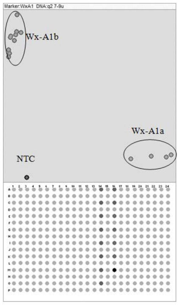 KASP marker primer group for detecting waxy genes of wheat, and application thereof