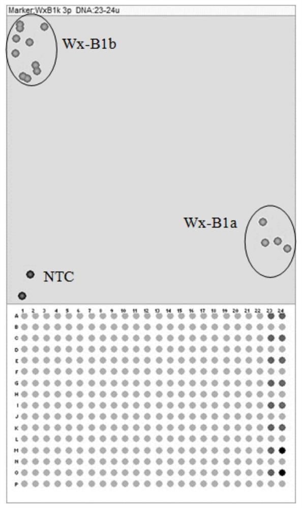 KASP marker primer group for detecting waxy genes of wheat, and application thereof