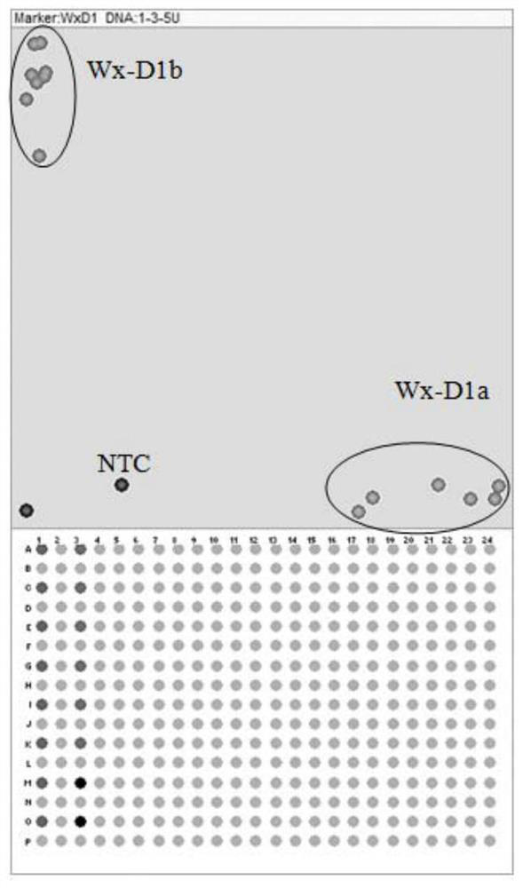 KASP marker primer group for detecting waxy genes of wheat, and application thereof