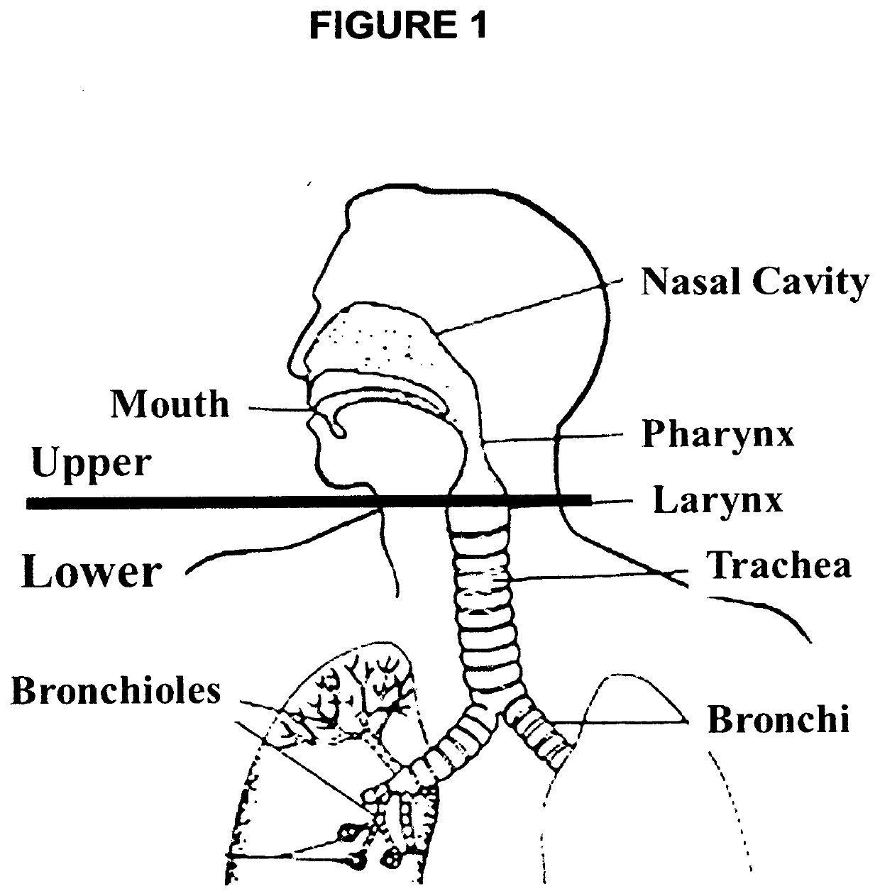 Treatment of airway disorders and cough