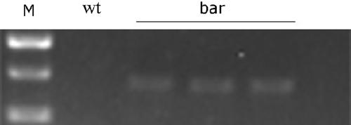 Homologous recombination empty carrier of dunaliella salina chloroplasts and application of homologous recombination empty carrier