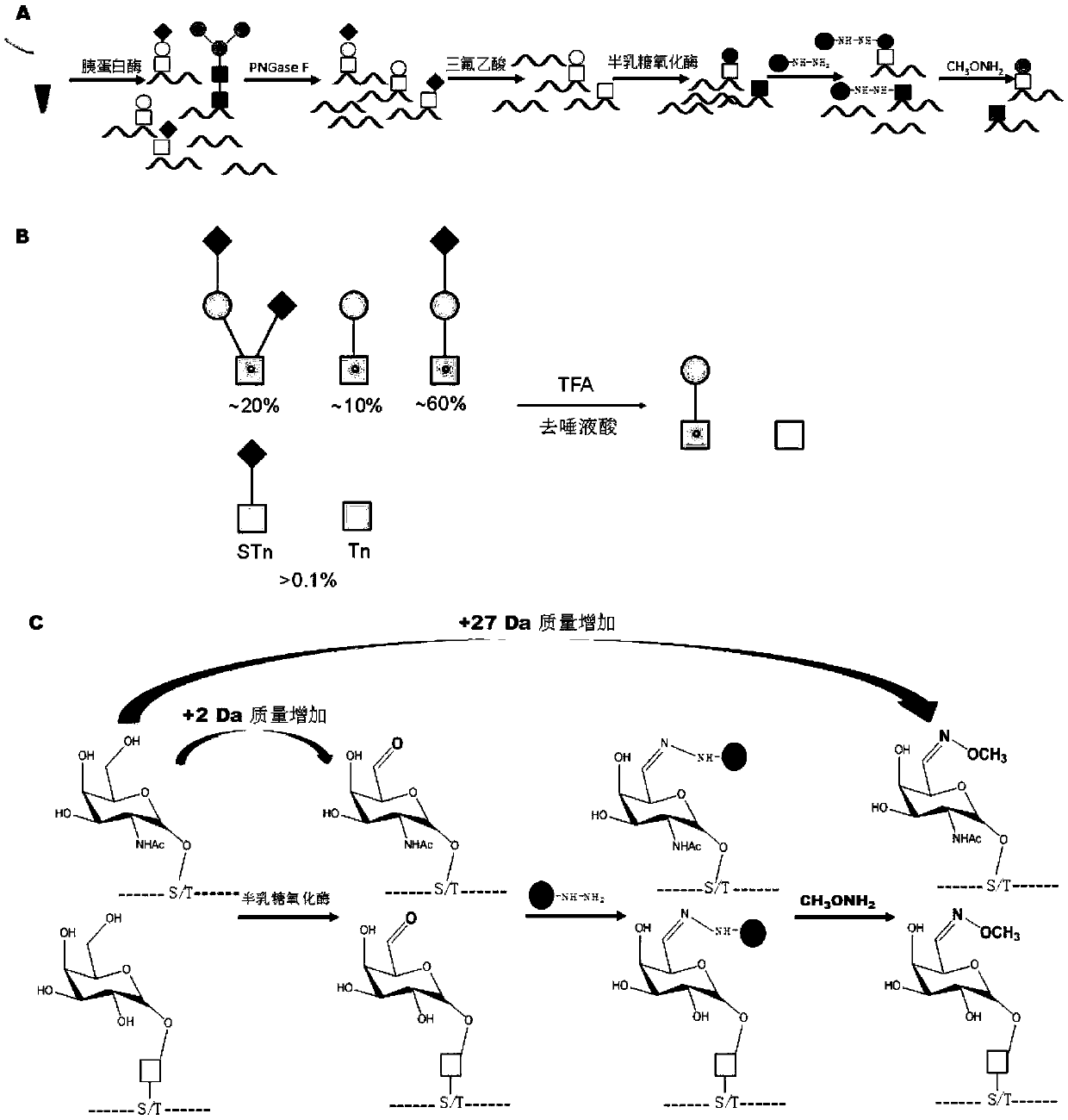 Human serum O-glycosylation identification method based on chemical enzymatic catalysis