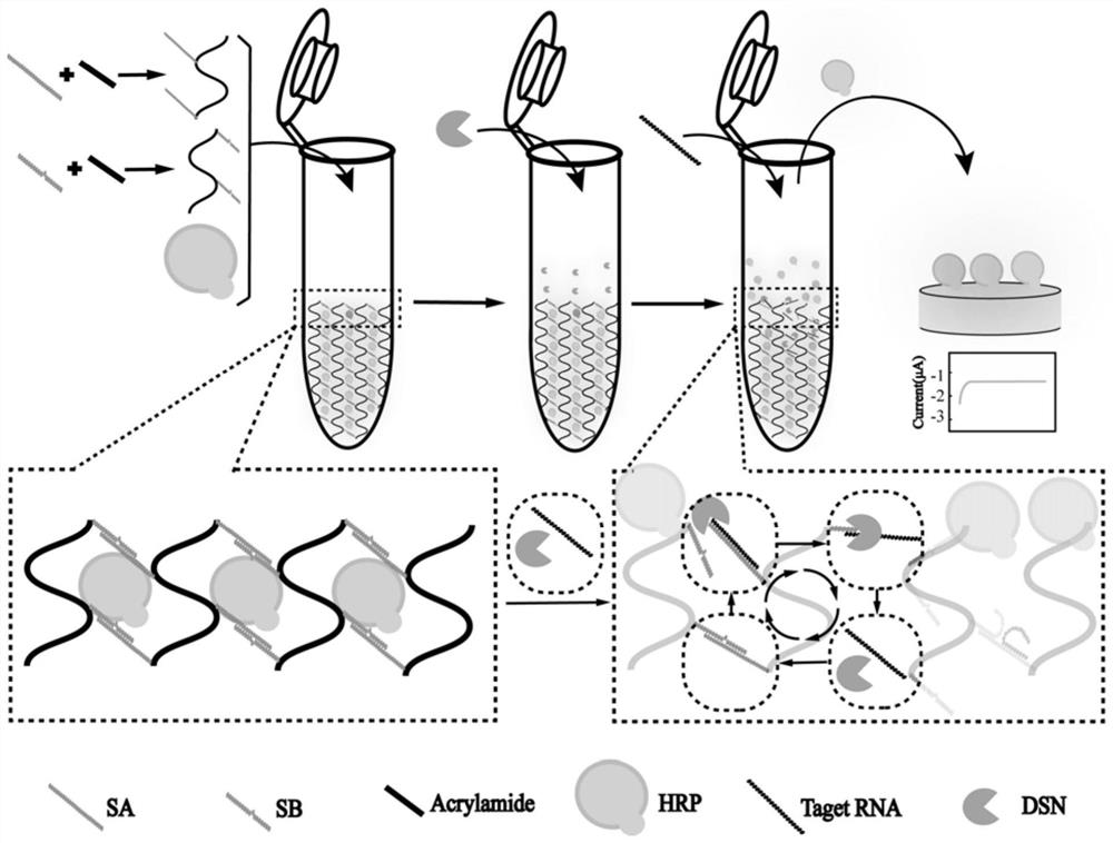 Preparation method of controllable release electrochemical DNA hydrogel composite material based on double-strand specific nuclease assistance