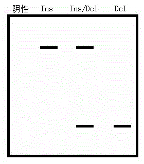 Method for preparing length relying probe for detecting gene mutation