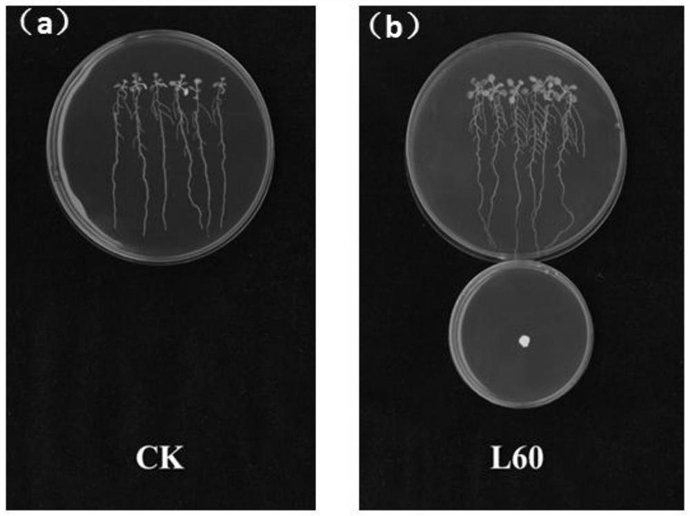 Applications of corn growth promoting rhizobacteria in promoting growth of plants