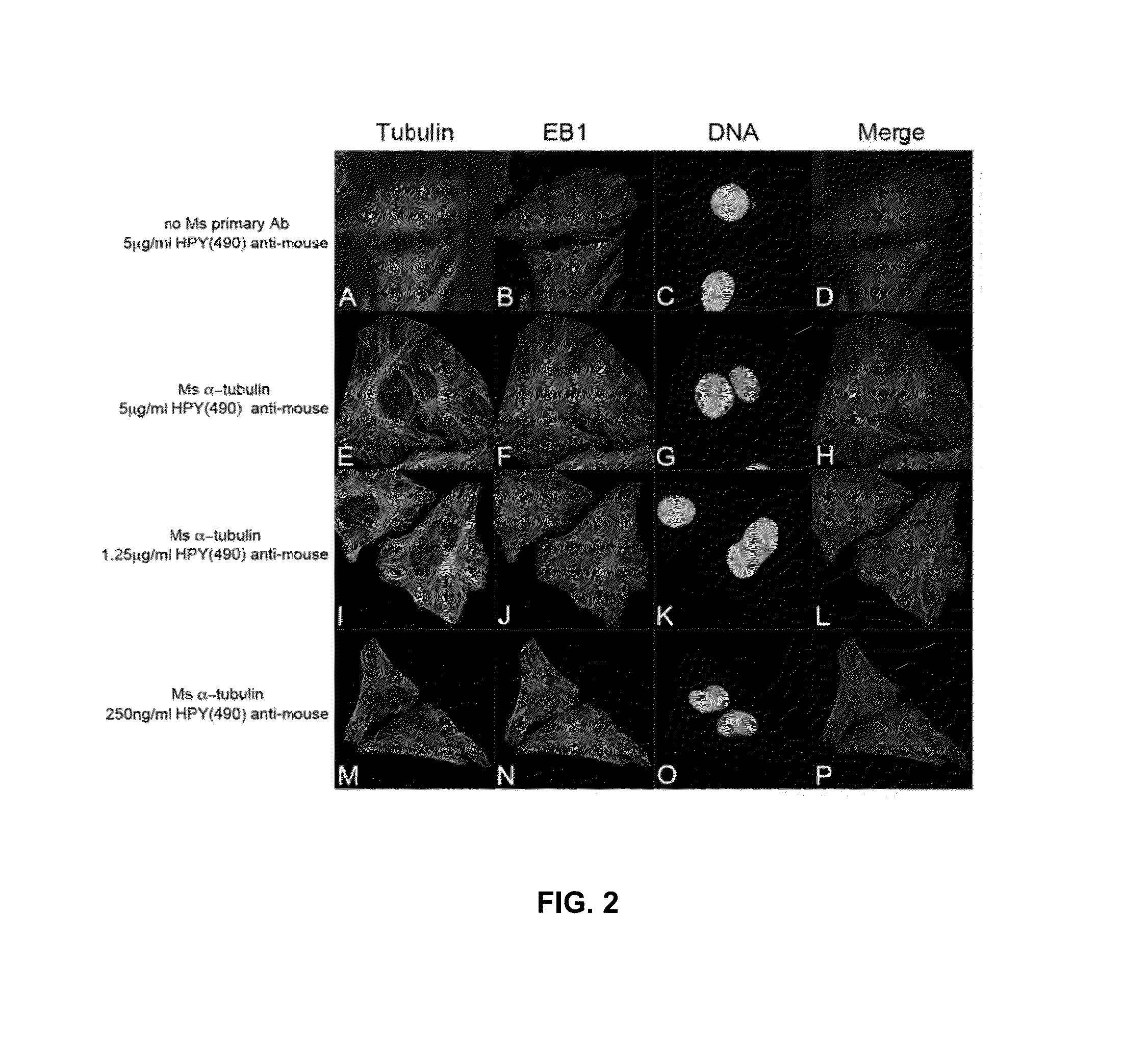Synthesis and applications of triazaborolopyridinium compounds and substituted triazaborolopyridinium compounds and methods of use