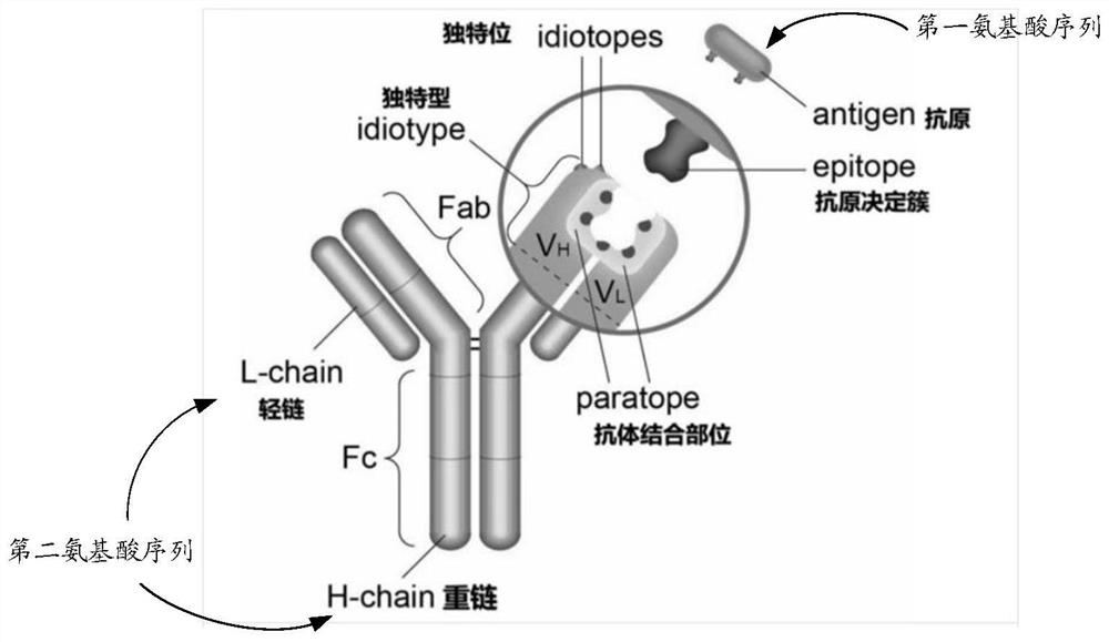 Binding affinity prediction method and device based on antigen and antibody sequences