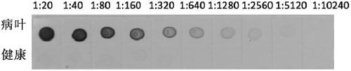 Hybridoma cell line secreting anti-wheat dwarf virus monoclonal antibody and its application
