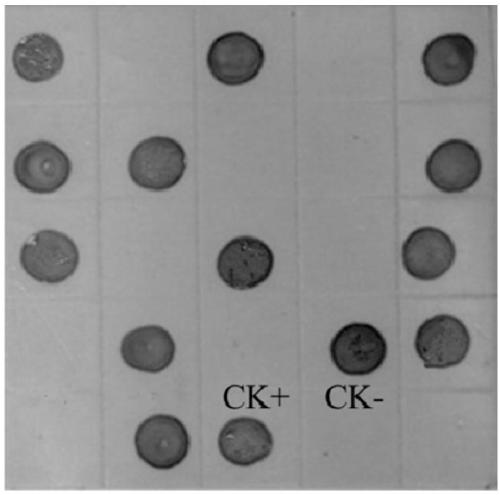 Hybridoma cell line secreting anti-wheat dwarf virus monoclonal antibody and its application