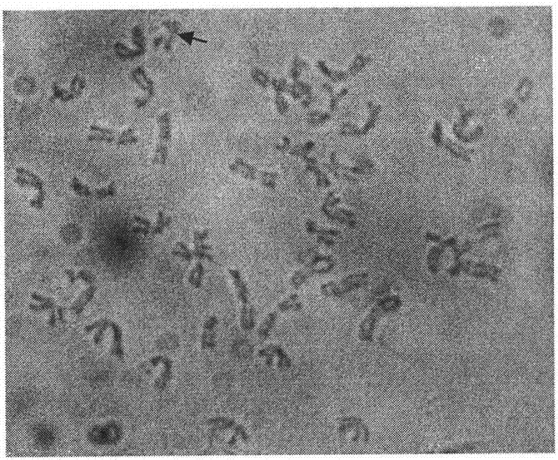 Method for separating chromosomes in plant cells by using fluorescence in-situ hybridization