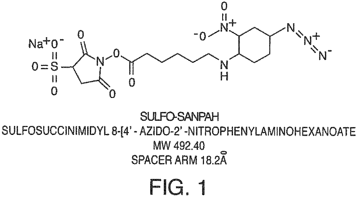 Compositions and methods of cell attachment