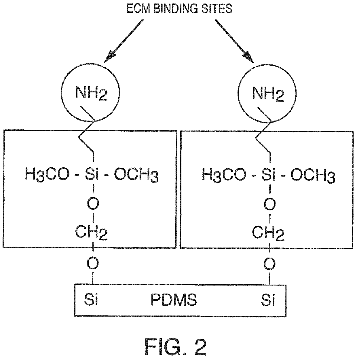 Compositions and methods of cell attachment