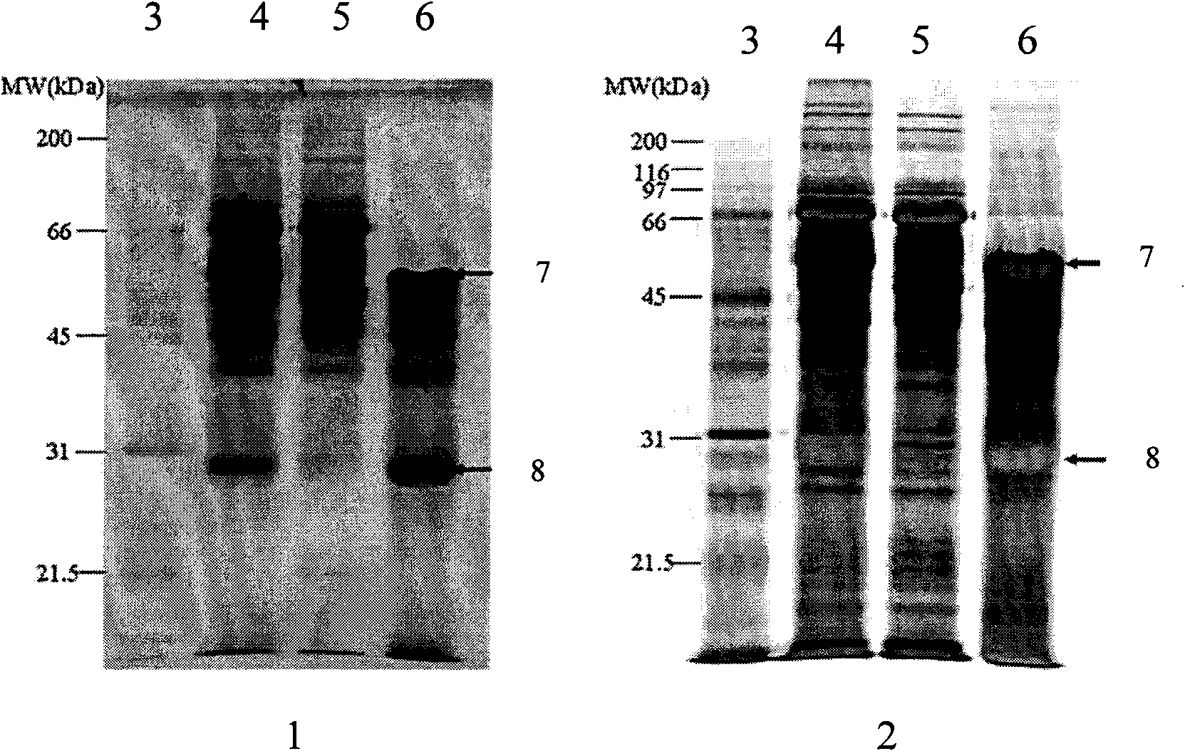 Method for enriching low-abundance protein in serum