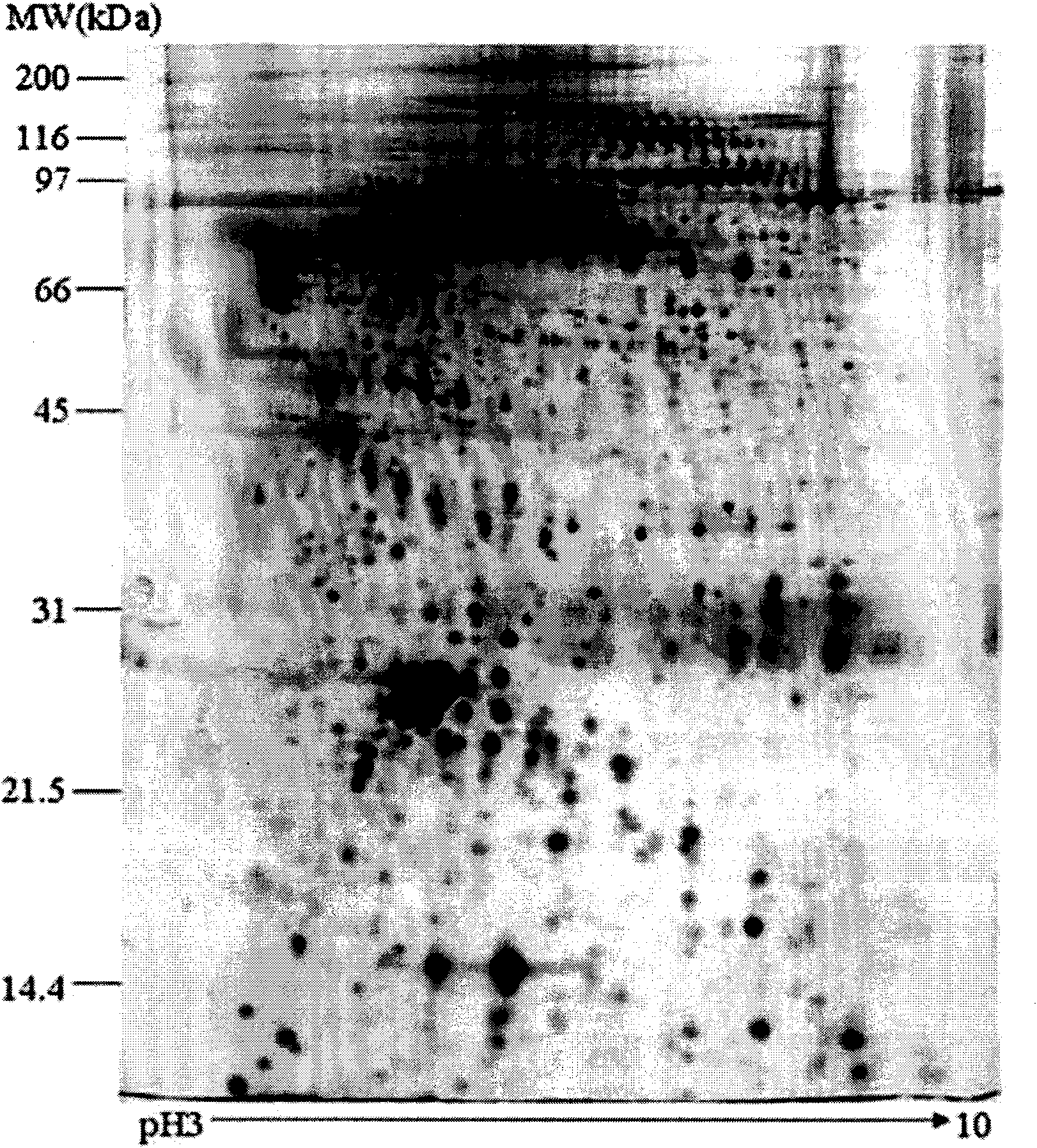 Method for enriching low-abundance protein in serum