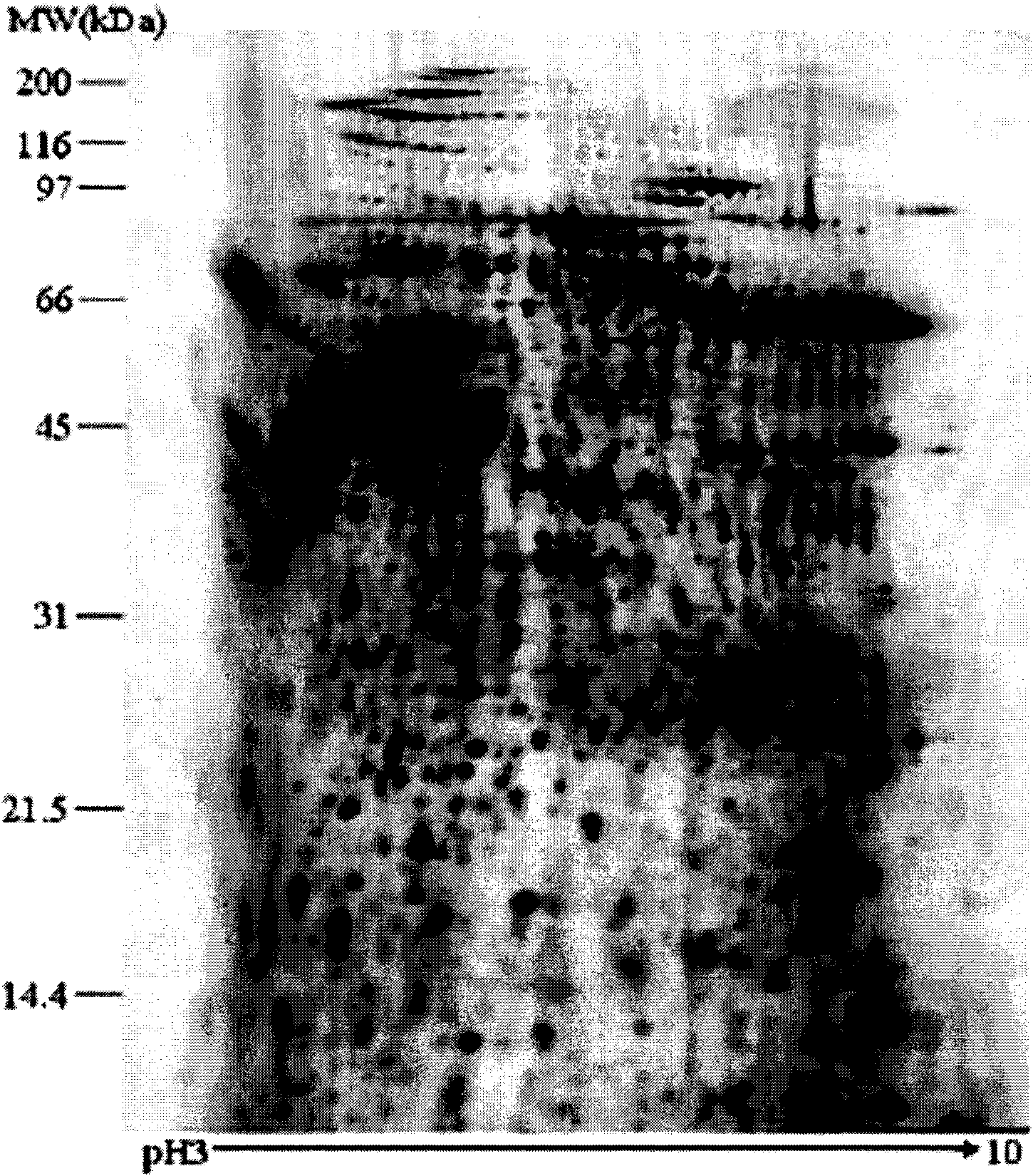 Method for enriching low-abundance protein in serum