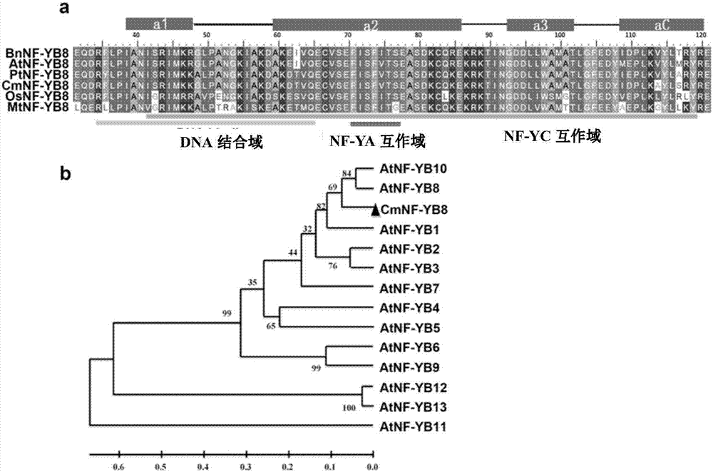 Chrysanthemum nuclear factor CmNF-YB8 and application thereof in regulation of flowering time and regulation of quantity of young leaves