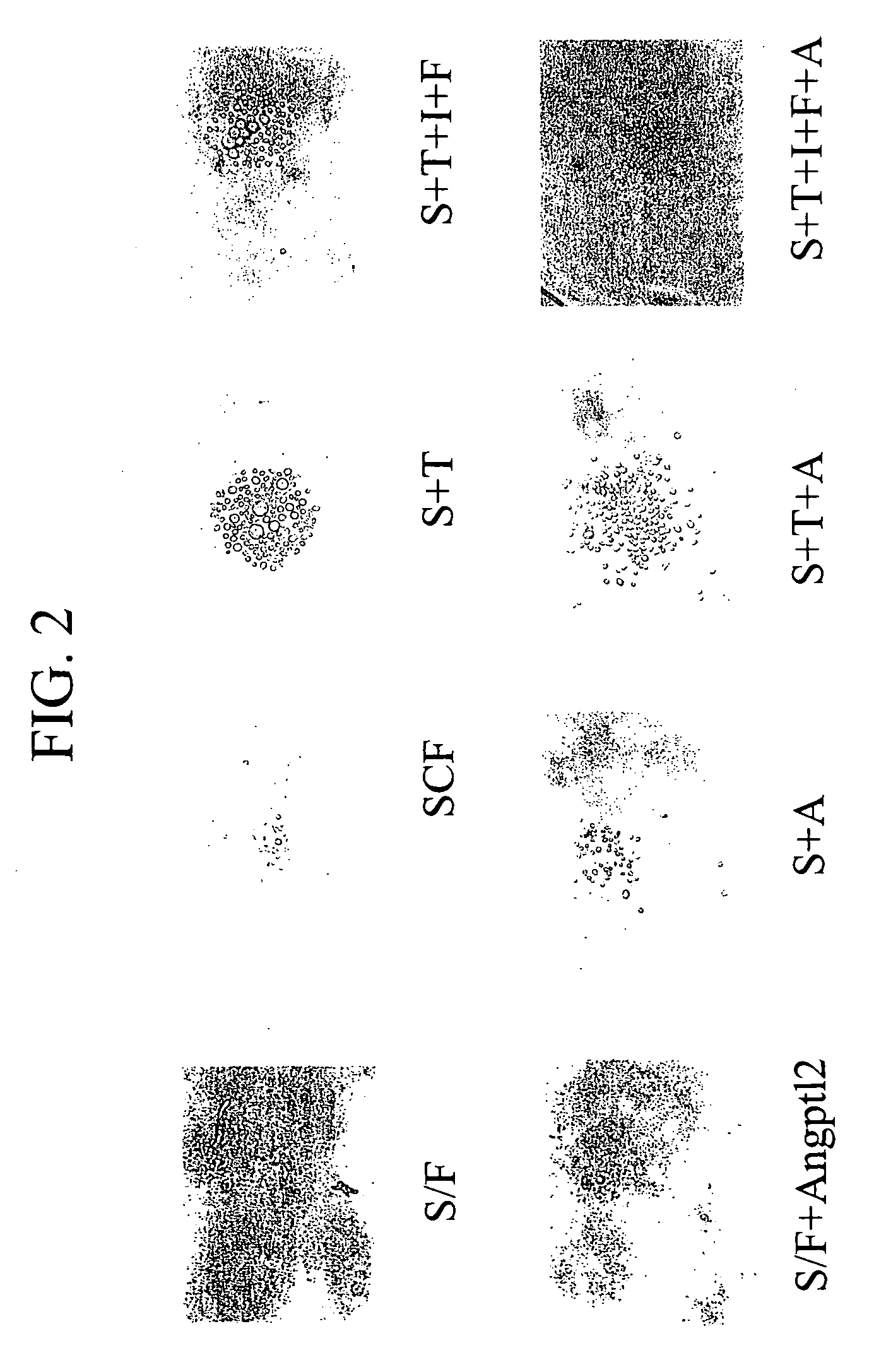 Methods for expansion and analysis of cultured hematopoietic stem cells