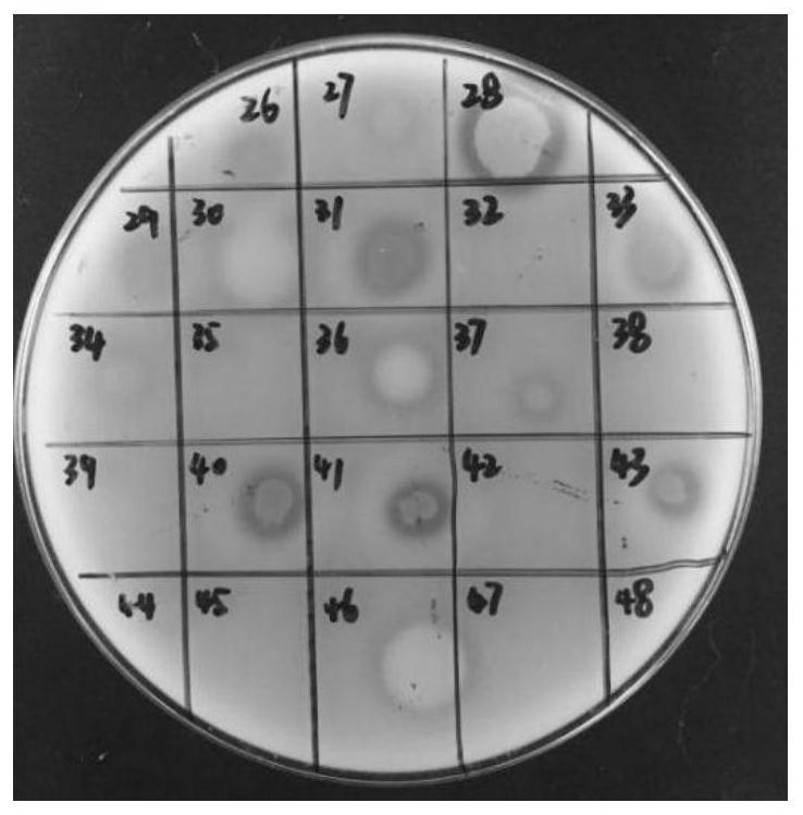 A Bacillus coagulans producing fibrinolytic enzyme and the preparation method of fibrinolytic enzyme and live bacteria tablet