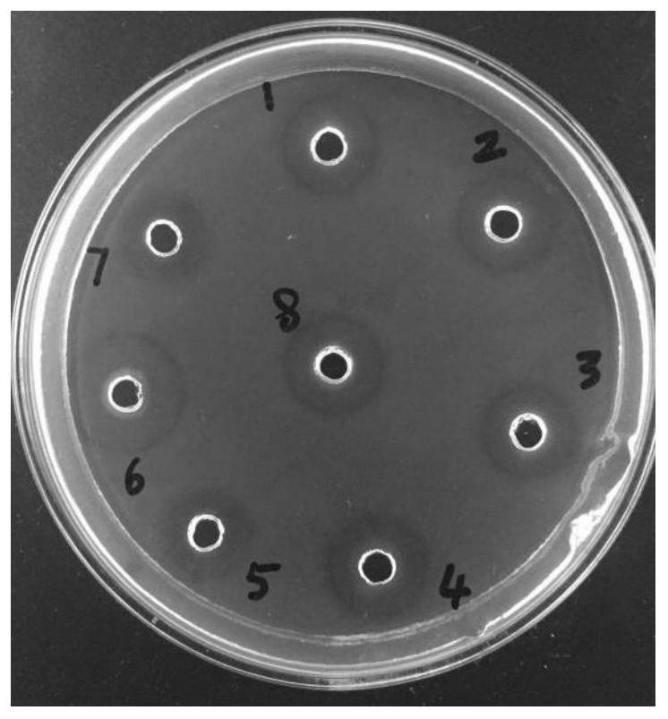 A Bacillus coagulans producing fibrinolytic enzyme and the preparation method of fibrinolytic enzyme and live bacteria tablet
