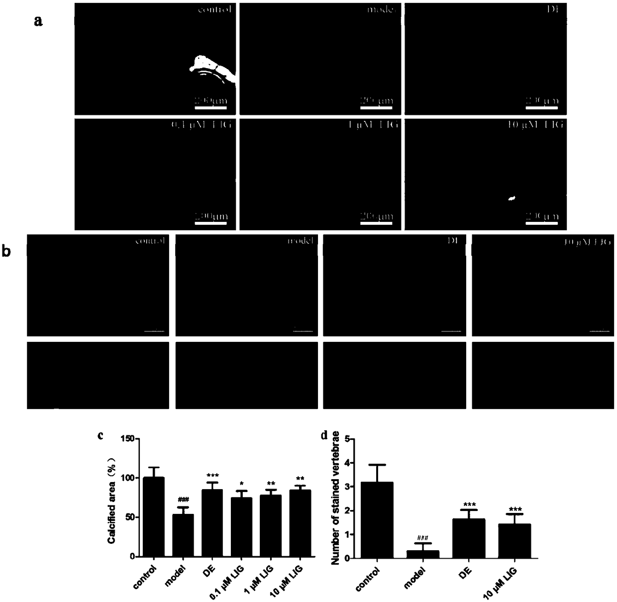 Application of ligustilide to preparation of drug for preventing and treating osteoporosis