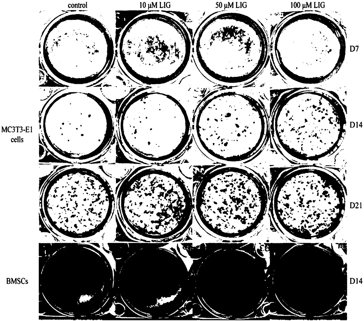 Application of ligustilide to preparation of drug for preventing and treating osteoporosis