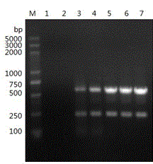 Canine distemper virus and canine coronavirus duplex PCR detection kit and detection method