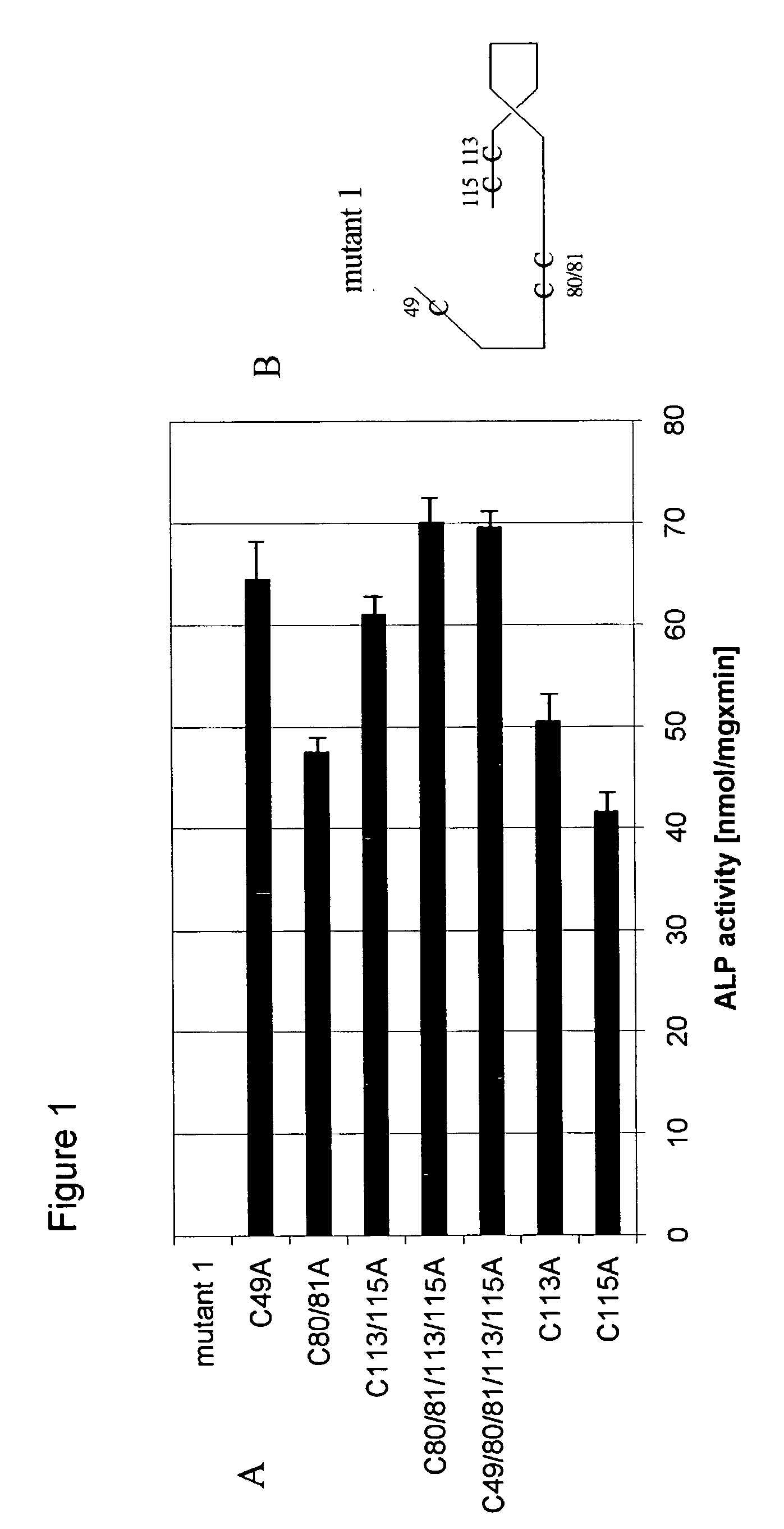 Mutants of bone morphogenetic proteins