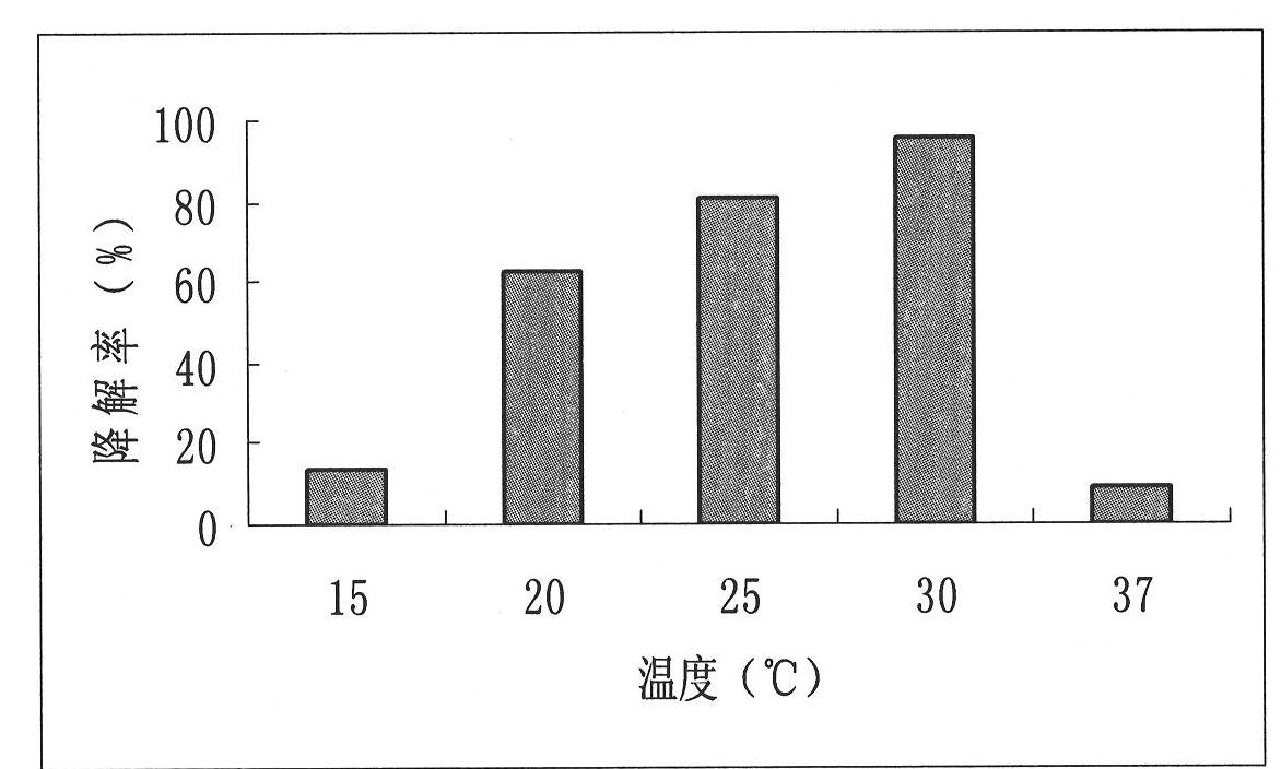 Triethylamine degrading bacterium and microbial agent produced therefrom