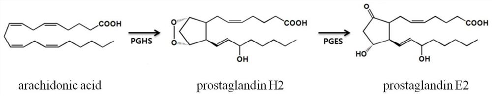 A kind of genetic engineering bacterium and its application, the method for producing prostaglandin e2