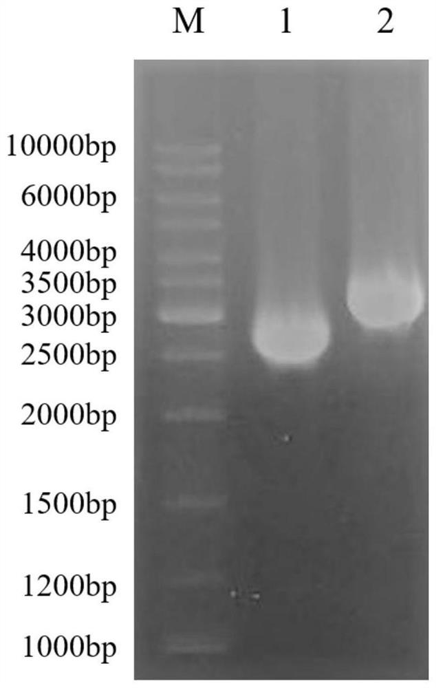 A kind of genetic engineering bacterium and its application, the method for producing prostaglandin e2