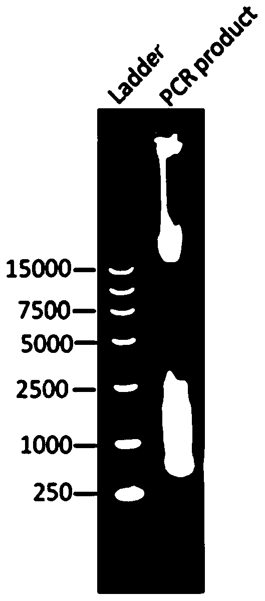 Method for cloning farnesyl transferase gene family member group