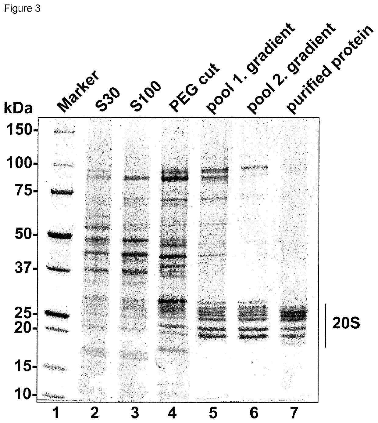 Method for the purification of biological macromolecular complexes