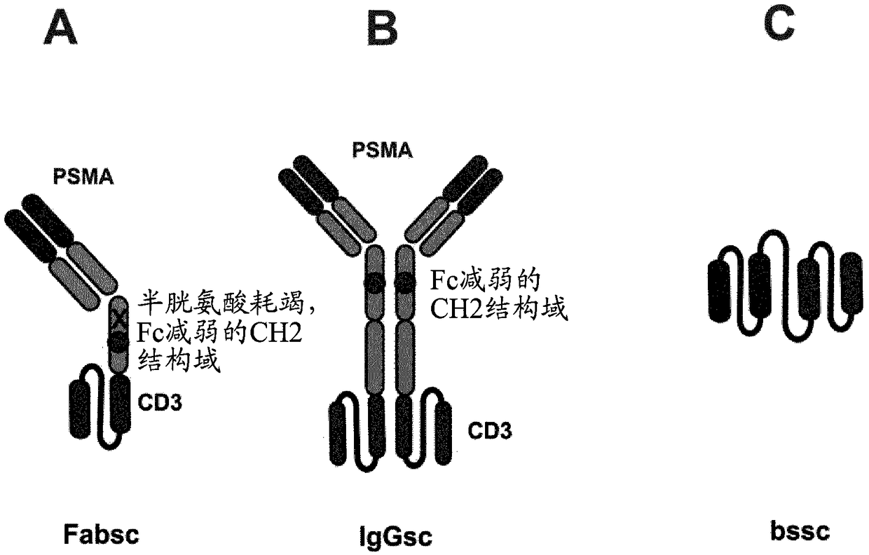 Psma binding antibody and use thereof