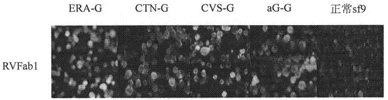 Humanized neutralizing antibody (RVFab3) against rabies virus glycoprotein