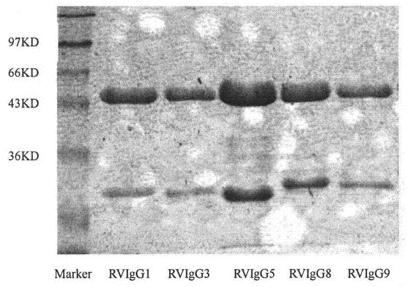 Humanized neutralizing antibody (RVFab3) against rabies virus glycoprotein