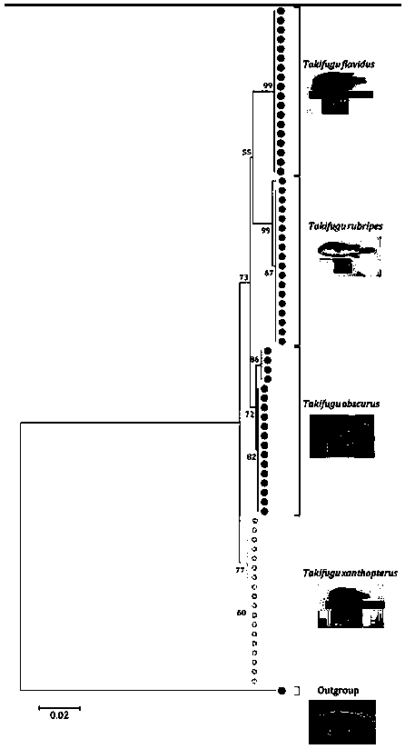 HRM primer and method for identification of puffer fishes and other fish products